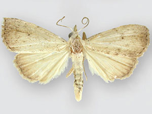 Rivula stepheni