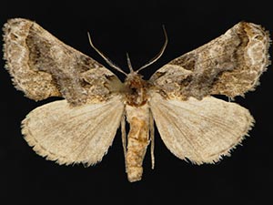 Plusiodonta amado