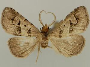 Baniana minor