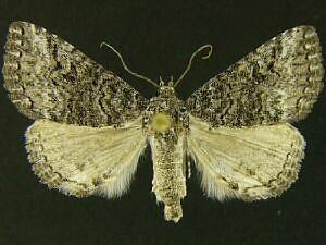 Acritogramma metaleuca