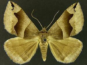 Gondysia telma