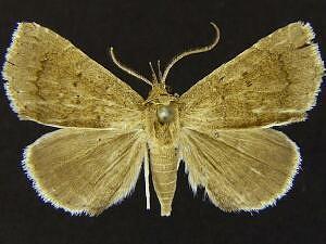 Focillidia grenadensis