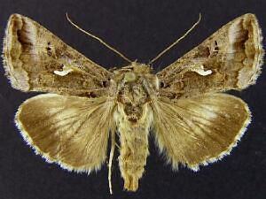 Autographa gamma