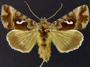 Autographa labrosa