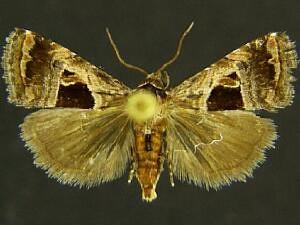 Tripudia rectangula