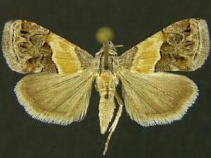 Tripudia balteata