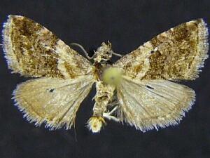 Tripudia luda