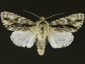 Acronicta atristrigatus