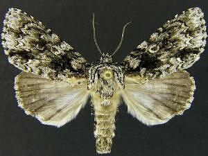 Acronicta nigrosuffusa