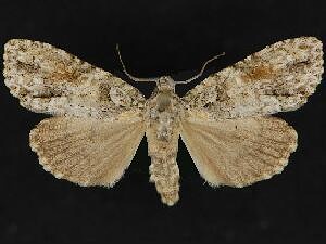 Acronicta exilis