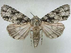 Acronicta wiklei