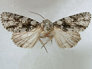 Acronicta wiklei