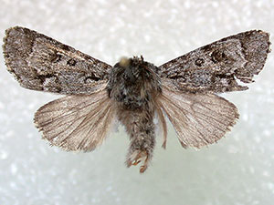 Acronicta menyanthidis