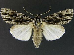 Acronicta edolata