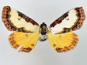Eudryas brevipennis