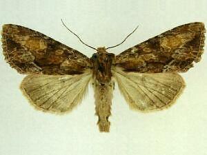 Apamea tahoeensis