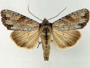 Apamea xylodes