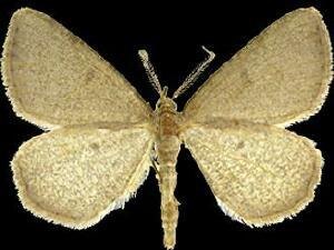 Macaria sulphurea