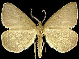 Macaria sulphurea