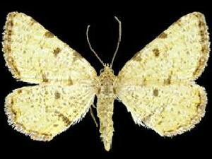 Macaria sulphurea