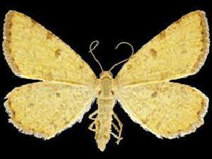 Macaria sulphurea