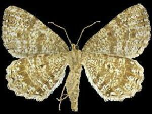 Macaria abruptata