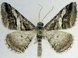 Digrammia atrofasciata