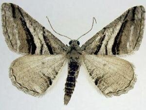 Digrammia atrofasciata