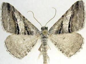 Digrammia atrofasciata