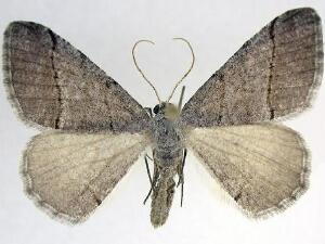 Digrammia burneyata