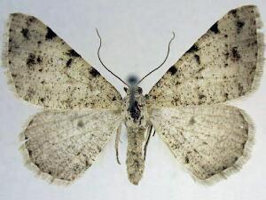 Digrammia aliciata