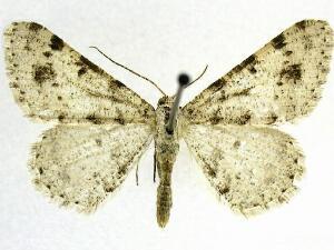 Digrammia aliciata