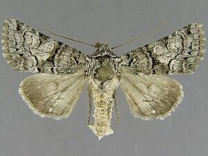 Hadena amabilis