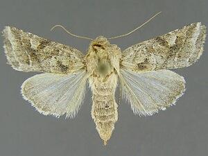 Lacinipolia triplehorni