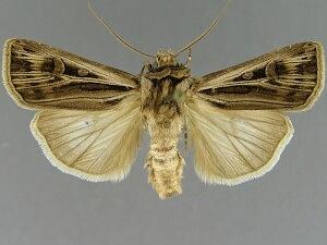 Agrotis striata