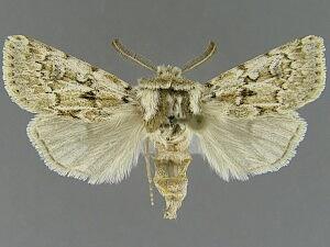 Agrotis longicornis