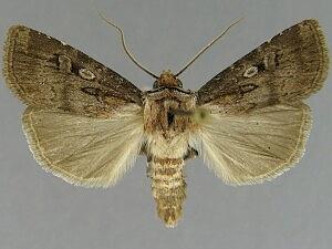 Agrotis buchholzi