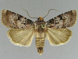 Agrotis buchholzi