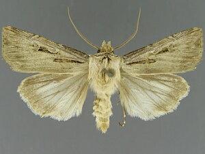 Agrotis arenarius