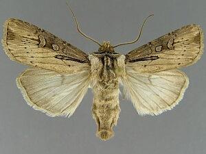 Agrotis antica