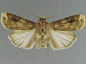 Agrotis apicalis