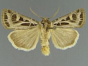 Feltia inyoca