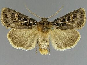 Feltia evanidalis