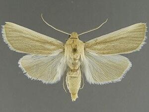 Copablepharon gillaspyi