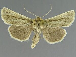 Copablepharon alaskensis