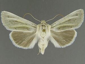 Copablepharon viridisparsa