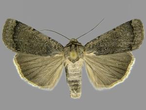 Abagrotis petalama