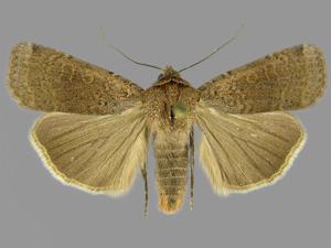 Abagrotis alampeta