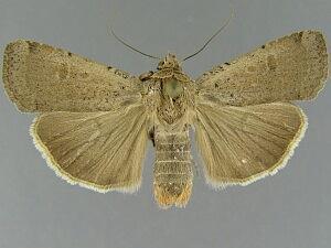 Abagrotis alampeta