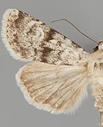 Euxoa guadalupensis